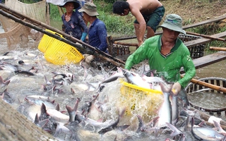 Nỗ lực đưa ngành cá tra phát triển mạnh trở lại