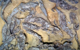 Vén màn bí ẩn "khủng long lai đại bàng, cá sấu" hơn 200 triệu tuổi