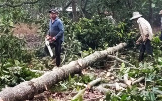 Động thái mạnh của Đồng Nai trong vụ phá rừng phòng hộ tại Xuân Lộc