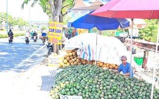 Đàm phán xuất khẩu cam sành sang Trung Quốc