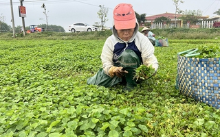 Gầy dựng thương hiệu rau má xứ Huế