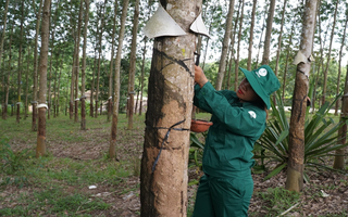 Đảm bảo đời sống cho công nhân cao su