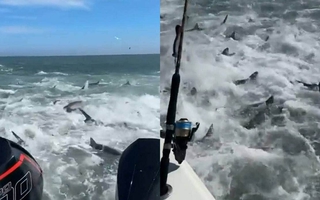 Hãi hùng cảnh hàng trăm con cá mập săn mồi giữa biển