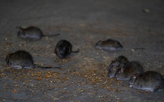 Mỹ: Hàng triệu con chuột ở New York có thể mắc COVID-19, lo ngại lây cho người