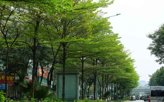 Hà Nội thí điểm bổ sung cây xanh ở phố cổ