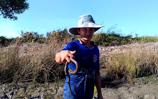 CLIP: Xem nông dân Cà Mau bắt loại đặc sản "phá hoại" vuông tôm