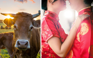Trung Quốc: Tố cáo chồng mới cưới mình vì… hai con bò