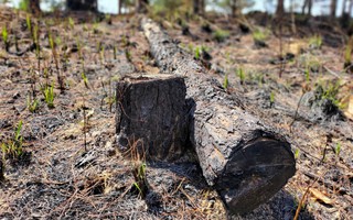 Cận cảnh rừng bị đốt phá, "đầu độc" trong dự án 25.000 tỉ đồng của Công ty Sài Gòn - Đại Ninh