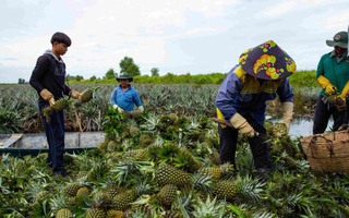 Lý do Hậu Giang tổ chức lễ hội khóm Cầu Đúc