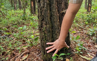 Kẻ xấu dùng chiêu "độc" với hàng loạt cây thông 33 năm tuổi