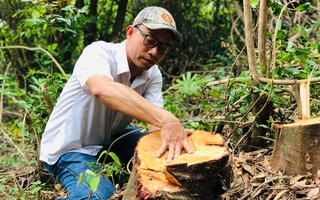 Ngăn tình trạng phá rừng dự án để trồng keo