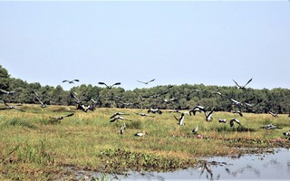 Những mùa chim nay còn đâu!