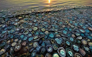 Thực hư hình ảnh “biển sứa" tại Đà Nẵng