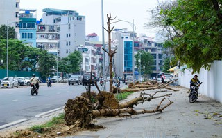 CLIP: Hàng cây tiền tỉ mới trồng bị chết khô, phải nhổ bỏ