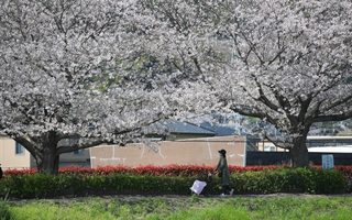 Mê mẩn ngắm hoa anh đào giữa mùa xuân Nhật Bản