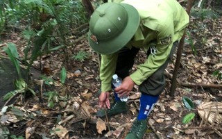 Bẫy thú dày đặc trên bán đảo Sơn Trà, đại diện kiểm lâm nói gì?