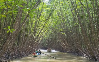 Trải nghiệm xuyên rừng ngập mặn và rừng tràm ở Cà Mau