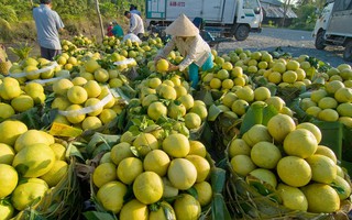 Thu nhập nông dân tăng lên nhờ HTX bền vững