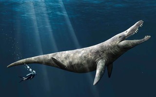 Mất tích 152 triệu năm, "T-rex đại dương" hiện ra bất ngờ giữa bảo tàng