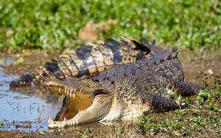 Phát hiện thi thể người trong bụng cá sấu khổng lồ ở Úc