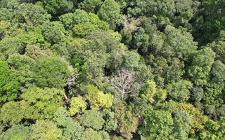 Nỗ lực bảo tồn khu rừng trắc quý