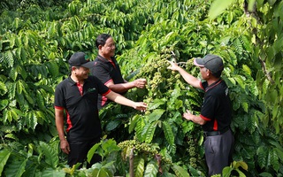 Khởi động dự án nông - lâm kết hợp