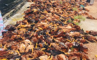 Hàng chục người "giải cứu" gần 8.000 con gà bị chết ngạt