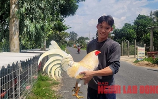 VIDEO: Chàng trai ở An Giang đắp tượng gà bằng xi-măng, bán không kịp