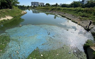 Đà Nẵng: Cá chết hàng loạt trên nhiều hồ, kênh sau mưa đầu mùa