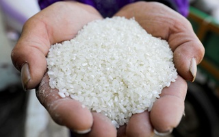 Tăng 19,7% trong 1 năm, giá gạo toàn cầu chạm đỉnh 12 năm