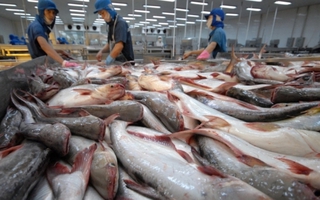 Xuất khẩu cá tra đạt 1 tỉ USD trong 7 tháng