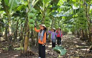 Có một “thủ phủ” trái cây khách du lịch ít biết ở Đồng Nai
