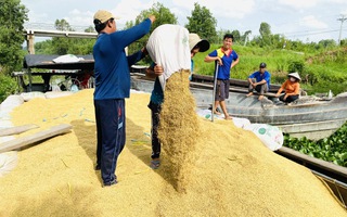 Linh hoạt điều hành xuất khẩu gạo
