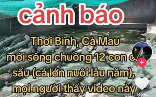 Sự thật vụ 12 con cá sấu sổng chuồng ở Cà Mau