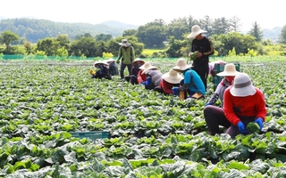 Hàn Quốc thiếu lao động làm nông trầm trọng