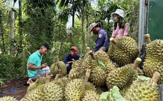 Mua, bán sầu riêng: Các DN "đánh nhau" và tự thua trên sân nhà