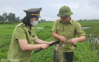 Bẫy "tàn sát" chim trời đã sạch bóng trên các cánh đồng ở Thanh Hóa