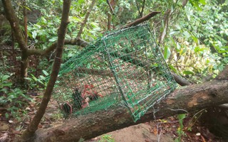CLIP: Phát hiện hơn 700 bẫy thú rừng tại bán đảo Sơn Trà