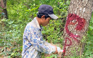 Cây tại rừng phòng hộ đầu nguồn bị khoan, đầu độc bằng thuốc trừ cỏ