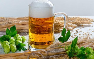 Nguyên liệu làm bia chứa "thần dược" trị mỡ bụng, huyết áp cao