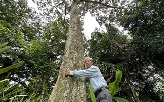 CLIP: Cận cảnh cây sầu riêng hơn 100 năm ở miền Tây
