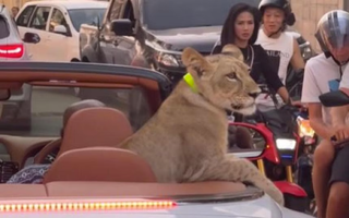 Sư tử cưỡi siêu xe Bentley dạo phố gây tranh cãi ở Thái Lan