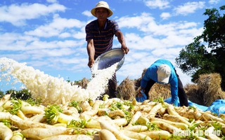 Nông dân Sóc Trăng thu hoạch củ cải dịp Tết