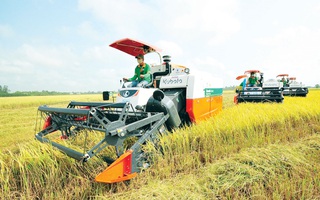 Phải nâng cao thu nhập cho người trồng lúa