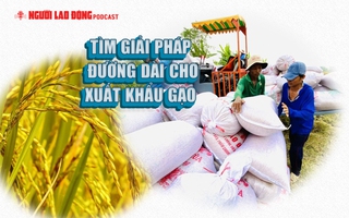 Tìm giải pháp đường dài cho xuất khẩu gạo