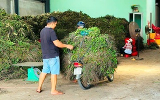 Lần đầu tiên trong đời nhà vườn thấy giá cau tăng kỷ lục, điều gì đang xảy ra?