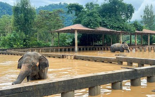 Đông Nam Á hứng chịu mưa lớn bất thường