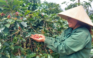 Hàng trăm hộ dân tham gia sản xuất cà phê sinh thái, cải thiện rừng