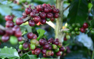 Cà phê Robusta, Arabica đồng loạt tăng giá sốc