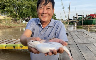 Đồng Tháp thành công tái cơ cấu ngành nông nghiệp